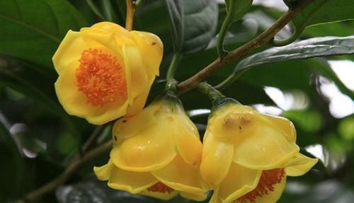  『蜡质』此花，称为茶族皇后，花色金黄蜜蜡质，营养丰富，即观赏又能食用