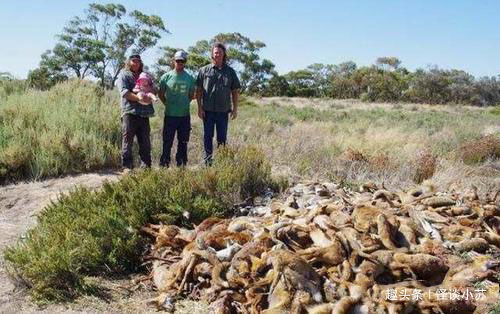 100年前不到20只,如今数量已达百亿只,当地人