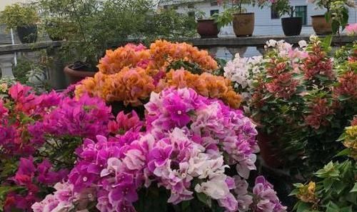  『新房』搬进新房买的杜鹃，三角梅，鸭脚木出现谢花，掉叶，枯叶怎么办