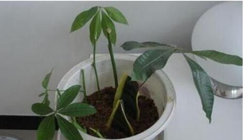  #种植#'人怕伤心，树怕伤根'，种植发财树有讲究，这样操作健壮发芽多
