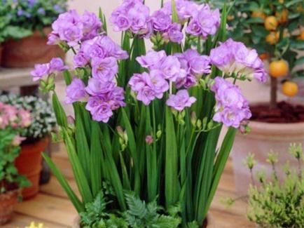  #养上一盆#3盆花放客厅，从年头“香”到年尾，去异味、空气好，养了就是赚