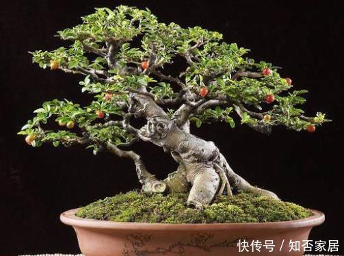 #富贵#4种盆景适合养在客厅,摆上1盆富贵又吉利,尽显格调值得拥有