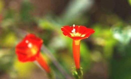  火龙果皮|5月底，给“橙红茑萝”喂点“开花水”，一根枝爬满墙，红花蹿爆