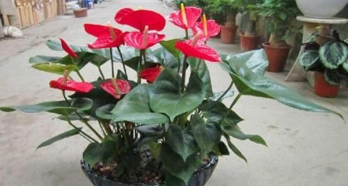 「花箭」红掌爱吃大骨头,给它喂一点,花箭蹭蹭窜,开花红艳艳!