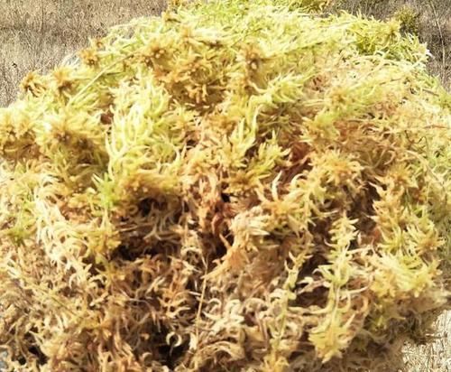 花芽分化:谢花的蝴蝶兰换盆,用水苔好还是苔藓好,蝴蝶兰二次开花妙招