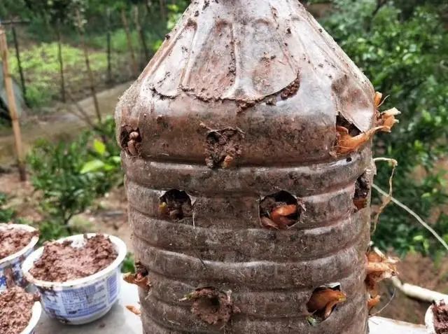  「来种菜」阳台种菜种密了,一个小窍门就能解决,还能多收获二十盆菜