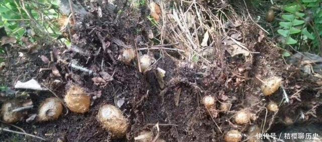  成了：农村这种野草，漫山遍野没人要，如今却成了能挣钱的“吸