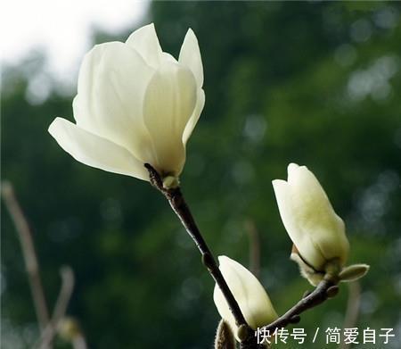 木兰花|此花是代表了高尚灵魂的花,是对一个人最高的称赞