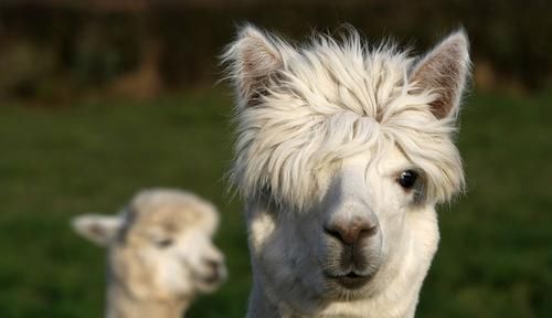 形象■最近《庆余年》动物版海报火了起来，都说这些动物与剧中角色神似