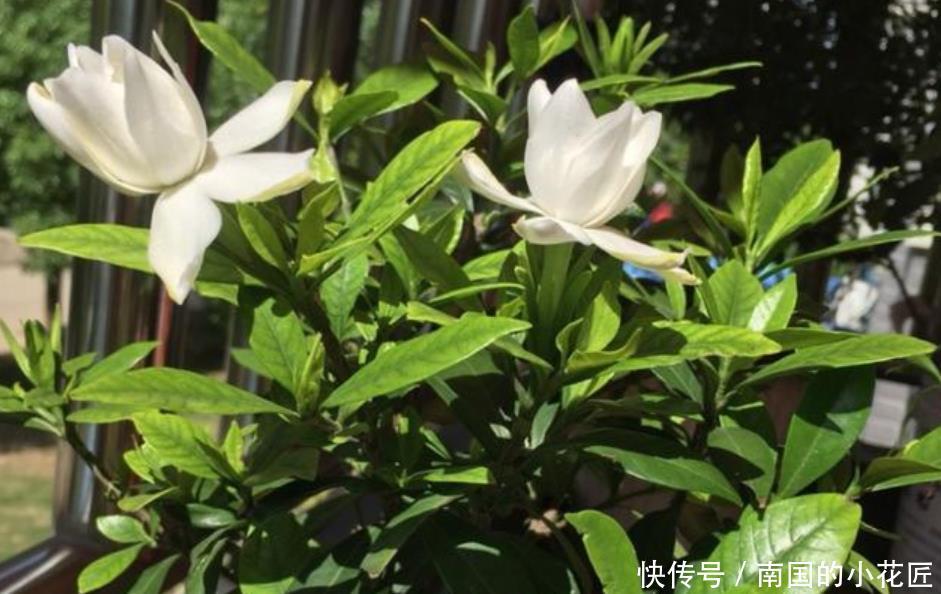  【栀子花】栀子花开完花，养护分“3步”，植株健壮新芽多，来年照样开满花