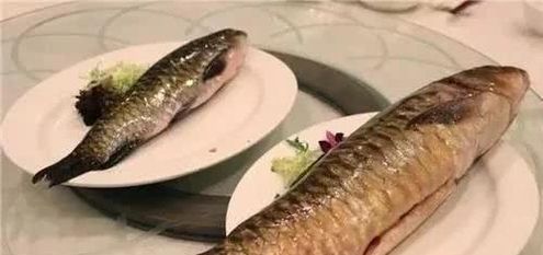  『海水鱼』全球最贵“天价”淡水鱼，一口肉约600元，有钱人吃的太值了