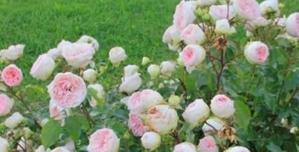  『花型』新手养花，不如养盆花中精品“浪漫索菲亚”，花型丰满，色泽柔和