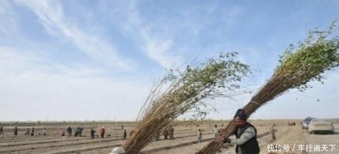 中国在塔克拉玛干沙漠，砸“重金”种大量植物，如今有回报了吗？