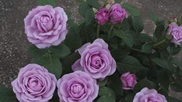  珍品：“珍品月季”玛丽玫瑰，花型优美，花色非常有特点，适合庭院栽培