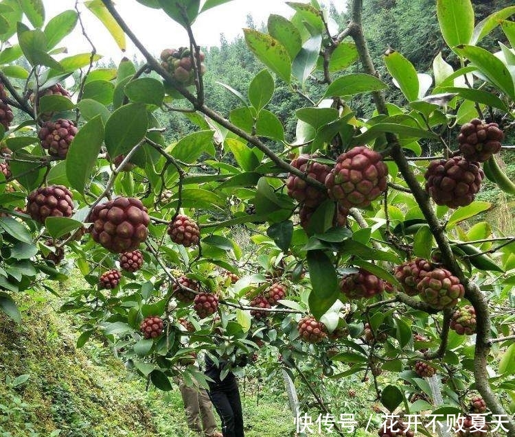  #种植#曾被炒得火热，问世一斤30元，如今种植有价无市，果农又