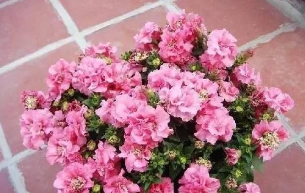 牡丹:春天养殖开花植物,开花堪比牡丹的重瓣矮牵牛,五颜六色开成花园