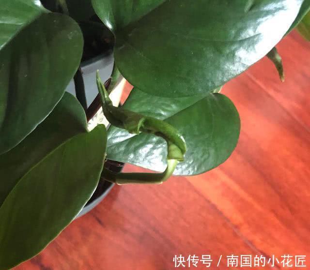 绿萝|绿萝新叶干尖、卷曲,主要是3个原因,知道了很好解决