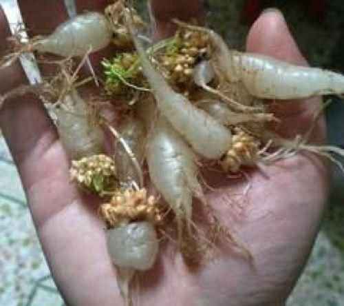  #皮薄水#这种野菜像“鸡蛋”，皮薄水多有营养，家里能盆栽，开出几十朵花