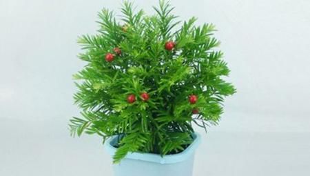 『红豆杉』“红豆杉”天然珍稀抗癌植物,养护它要有耐心。
