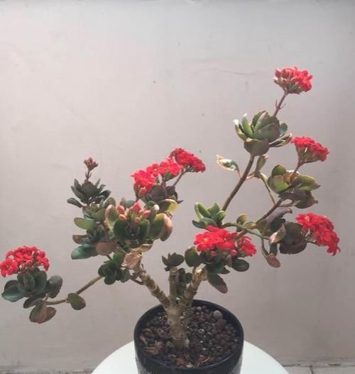  [老桩]5年养成老桩，1次开100朵，只要每个月放1勺，长寿花开不停