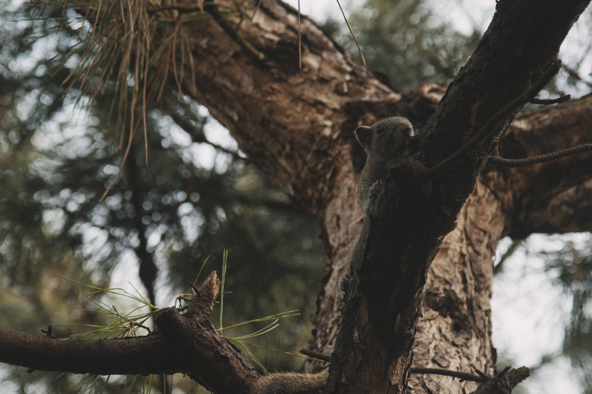 现实版泰囧上海自驾游,历经延误、爆胎、鳄鱼还有暴雨,湿身更撩
