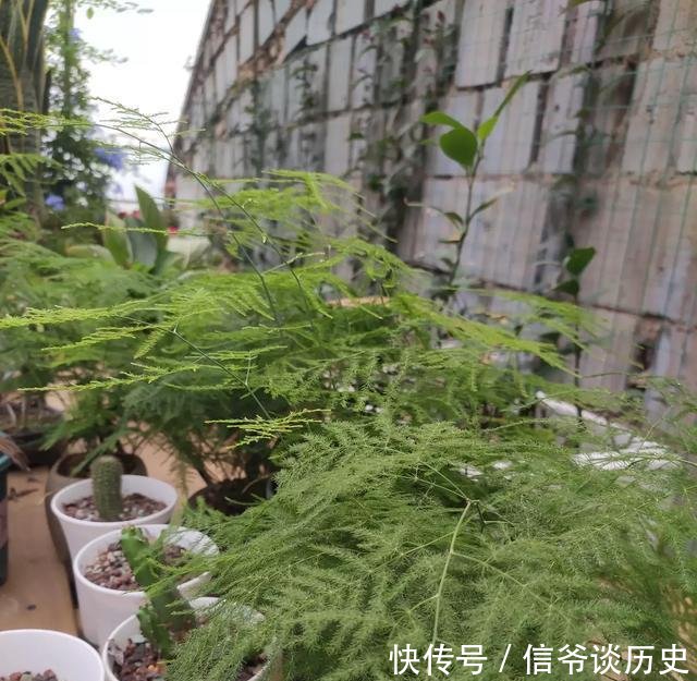  肥料：养护文竹小诀窍，做几件“小事”，养出“小森林”