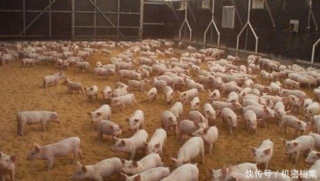 美国为什么能成为养猪第一大国，看看美国养猪场的猪粪你就懂了