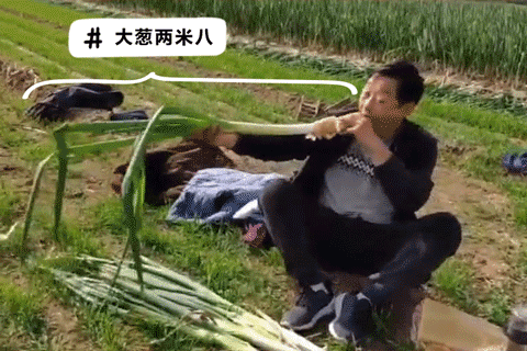  山东的蔬：浩克山东丨山东“巨型食物”之谜