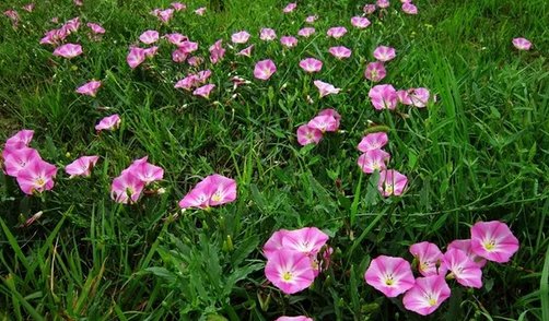  旋花：农村常见的“田旋花”随处可见，它价值珍贵，见到请珍惜