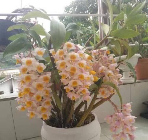 「专属」父亲专属特有之花,石斛花,父亲节送父亲的专属花
