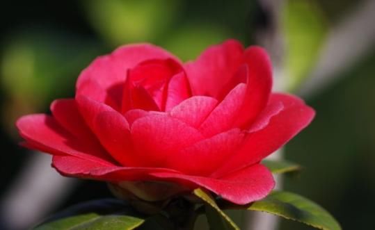  「美爆」小巧可爱的花卉就属“它”，家中养一盆，犹如“风铃”一样美爆了