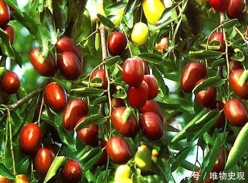  躲开|门前种树有门道，5种树镇宅，运道好，3种树要躲开，你了解