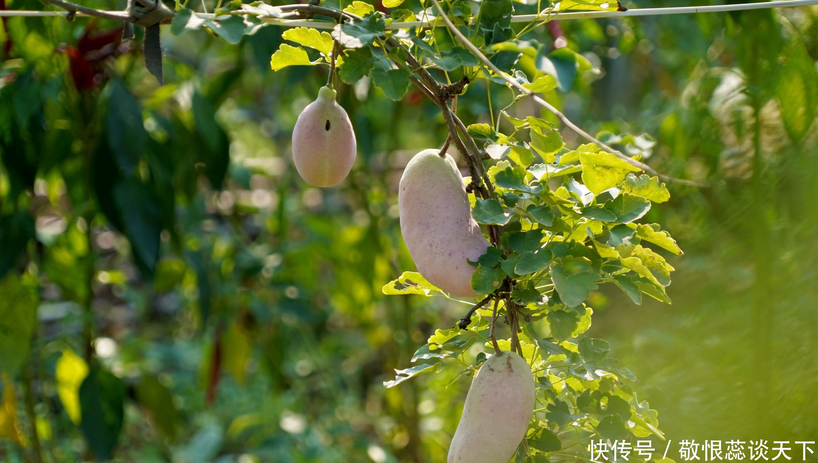  野果■农民大爷从山上挖回10苗野藤，5年繁殖400株，年赚10万元