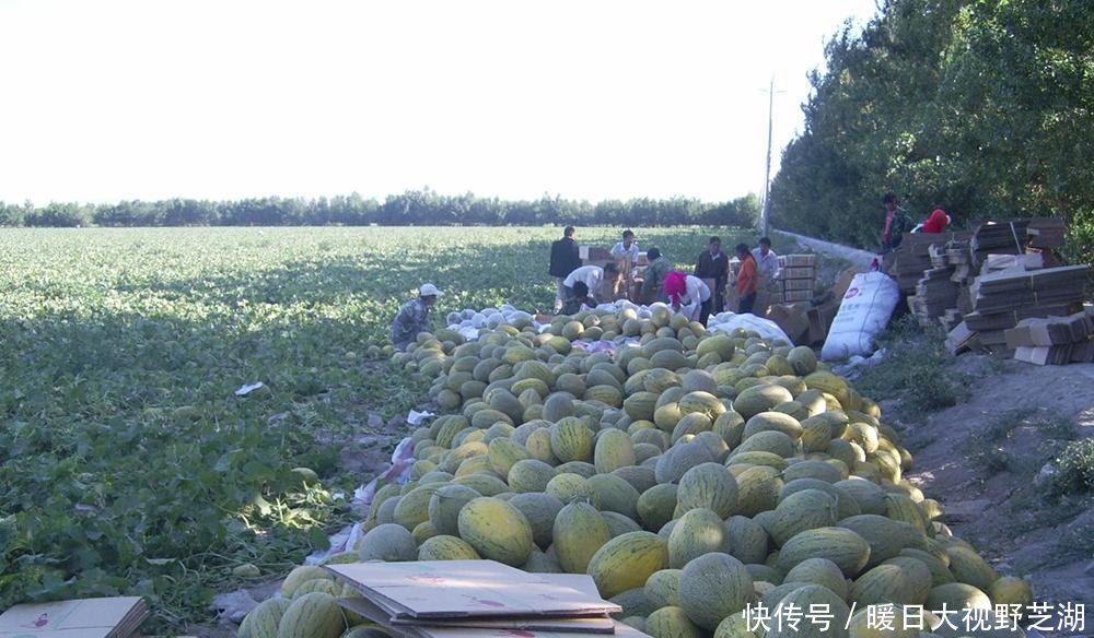  外地：被誉为“瓜中之王”，产地6毛一斤，外地价格却一年比一年
