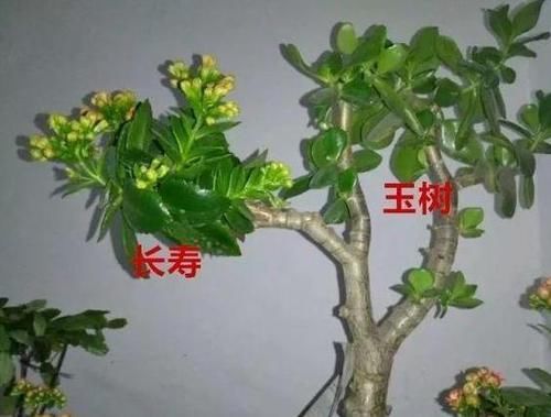  【内容】乡间趣事！长寿花老桩怎么养？狠下心，撸光“叶子”晒一晒，轻松就能完成