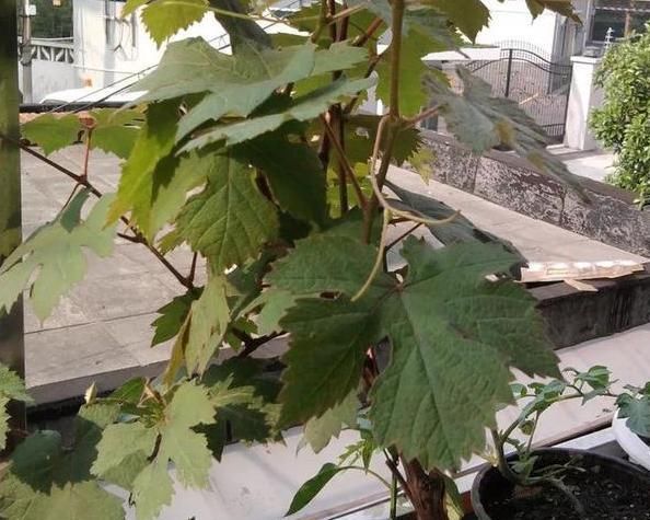  『葡萄』在家养绿植不如阳台种葡萄，既能看又能吃，夏季还能乘凉避暑