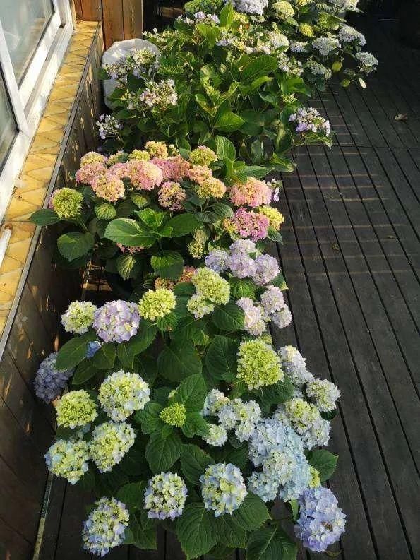 『光照』30种耐阴花,室内光照不佳,也能全年开花