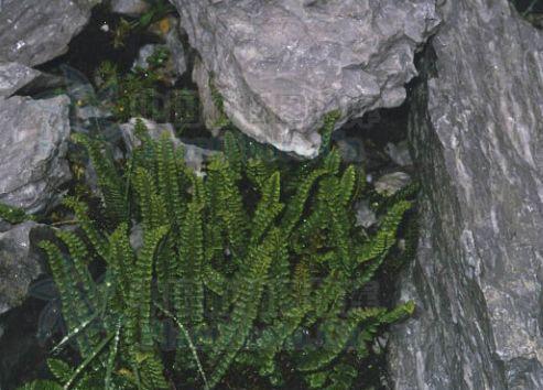 游客偶然发现的东西价值上百万,回去直呼后悔,专家:还好你没摘