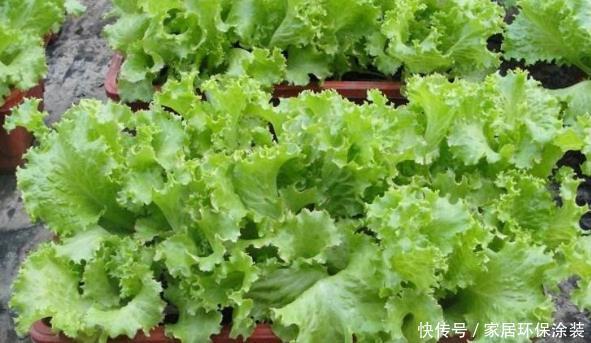  #盆栽#阳台别再只养花了，“4种菜”当盆栽，每天得菜钱都省了