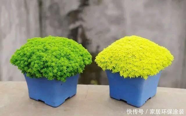 益处|盆栽绿植,就用这几种铺面草,轻松长满盆面,益处多还好看!