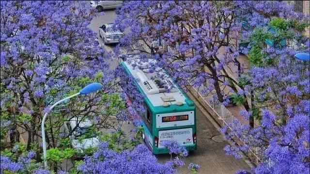  盘龙江畔■最美五月天！“云”欣赏毕业花蓝花楹