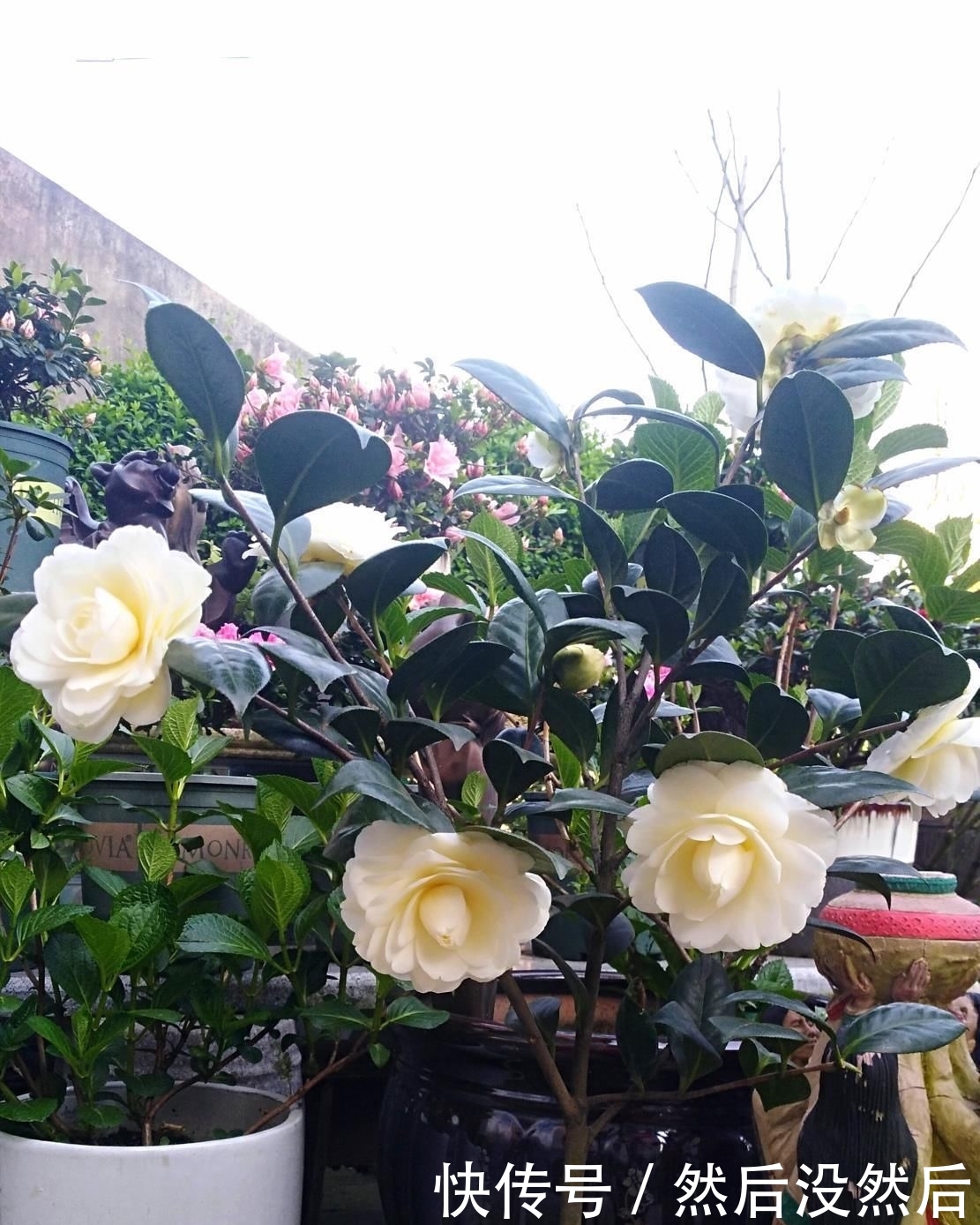  『传统』此花是中国传统名花，可媲美牡丹，植株低矮，还可盆栽观赏