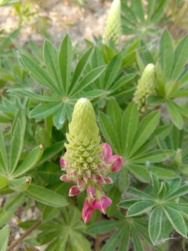  『盛花期』原来鲁冰花真的是一种花，这里有10万株进入盛花期