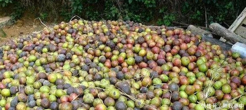  「树木」农村一种树木，以前家家户户种植，现在沦为野生，但果子一斤4元