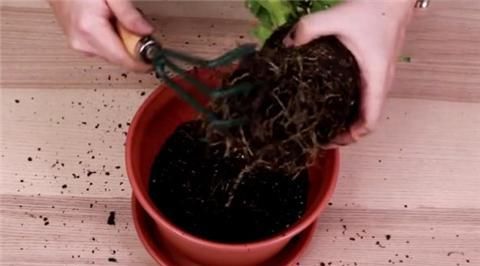  #正确#栀子花正确上盆，叶片油亮翠绿，花开多多！