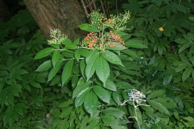  「接骨草」农村常见的一种野草，是穷苦年代常用草药，如今却被人们所忽视