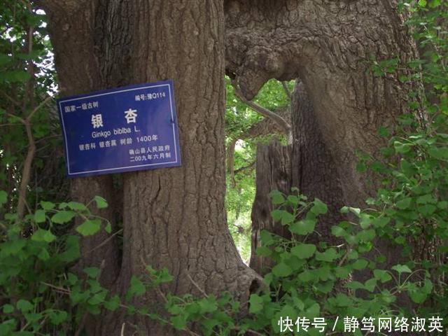 河南千年古寺, 藏千年古树, 树干空了, 仍枝繁叶茂