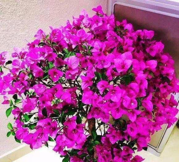  「三角梅」家有三角梅，勤喷“1种水”，花芽长得快，花比叶还多！