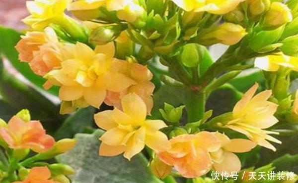 扦插:扦插最容易成活的花,这几种花榜上有名,枝条沾土就生根