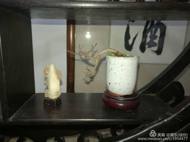 #盆协#徐州收藏家协会(盆景协会和铁路盆协)回龙窝微型盆景